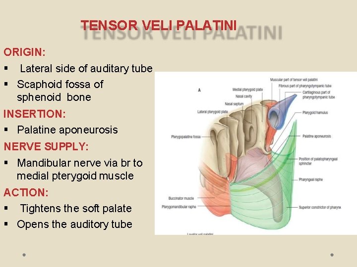 TENSOR VELI PALATINI ORIGIN: Lateral side of auditary tube Scaphoid fossa of sphenoid bone