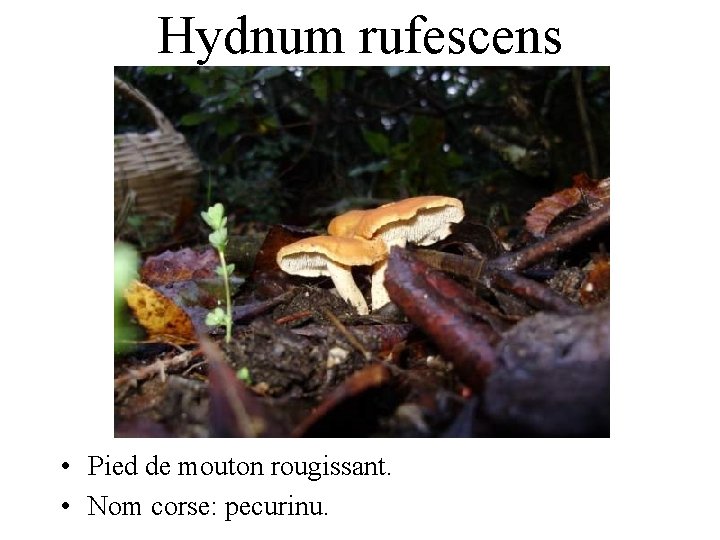 Hydnum rufescens • Pied de mouton rougissant. • Nom corse: pecurinu. 