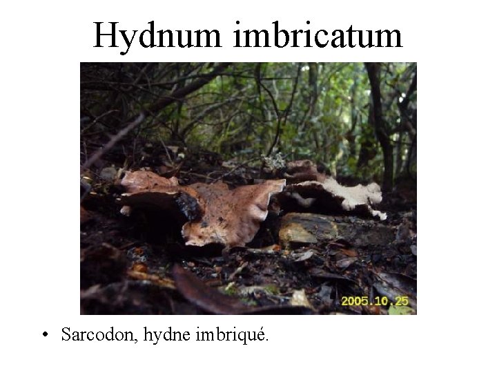 Hydnum imbricatum • Sarcodon, hydne imbriqué. 