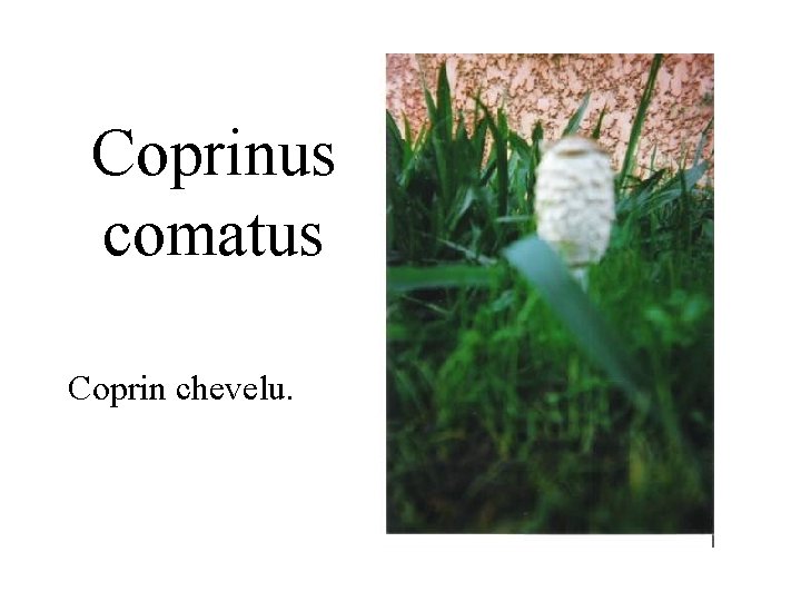 Coprinus comatus Coprin chevelu. 