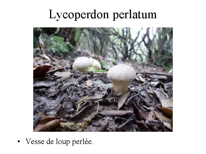 Lycoperdon perlatum • Vesse de loup perlée. 