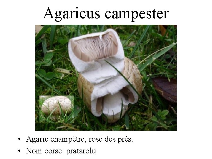 Agaricus campester • Agaric champêtre, rosé des prés. • Nom corse: pratarolu 