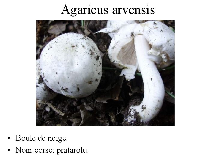 Agaricus arvensis • Boule de neige. • Nom corse: pratarolu. 