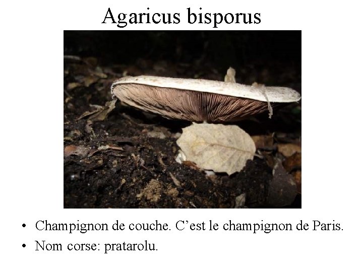 Agaricus bisporus • Champignon de couche. C’est le champignon de Paris. • Nom corse: