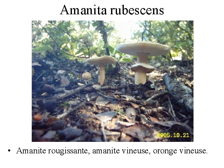 Amanita rubescens • Amanite rougissante, amanite vineuse, oronge vineuse. 