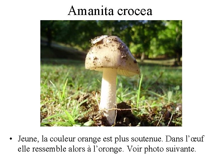 Amanita crocea • Jeune, la couleur orange est plus soutenue. Dans l’œuf elle ressemble