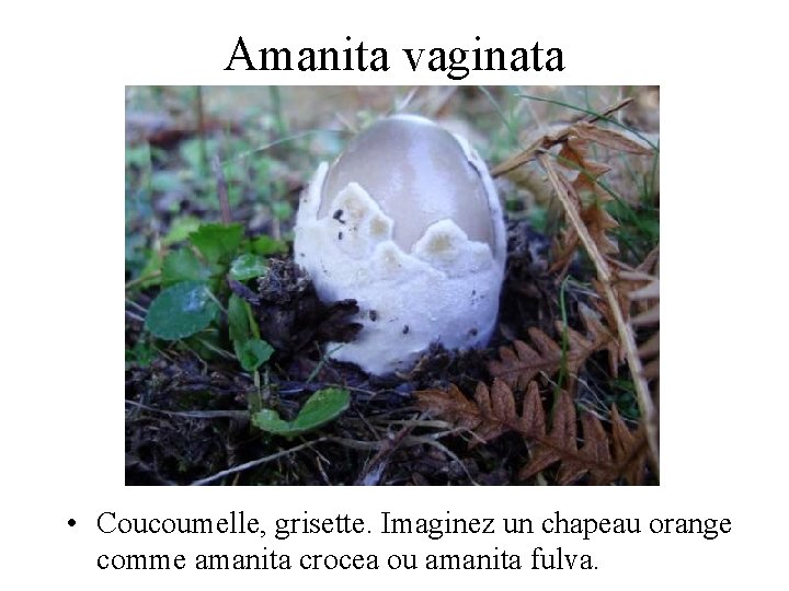 Amanita vaginata • Coucoumelle, grisette. Imaginez un chapeau orange comme amanita crocea ou amanita