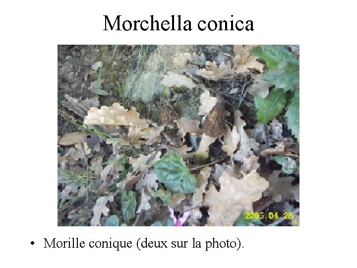 Morchella conica • Morille conique (deux sur la photo). 