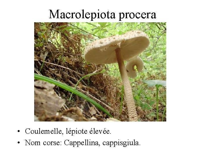 Macrolepiota procera • Coulemelle, lépiote élevée. • Nom corse: Cappellina, cappisgiula. 