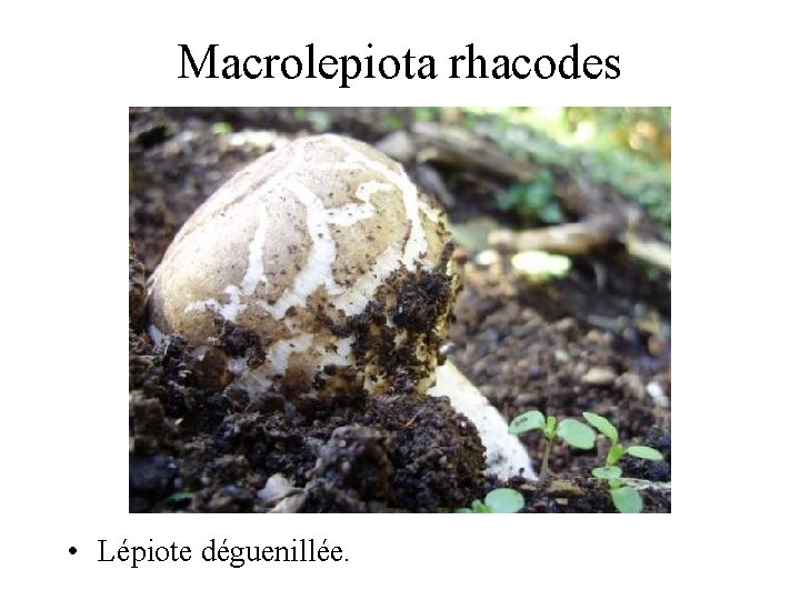 Macrolepiota rhacodes • Lépiote déguenillée. 