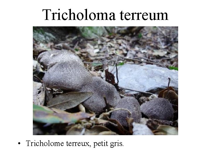 Tricholoma terreum • Tricholome terreux, petit gris. 