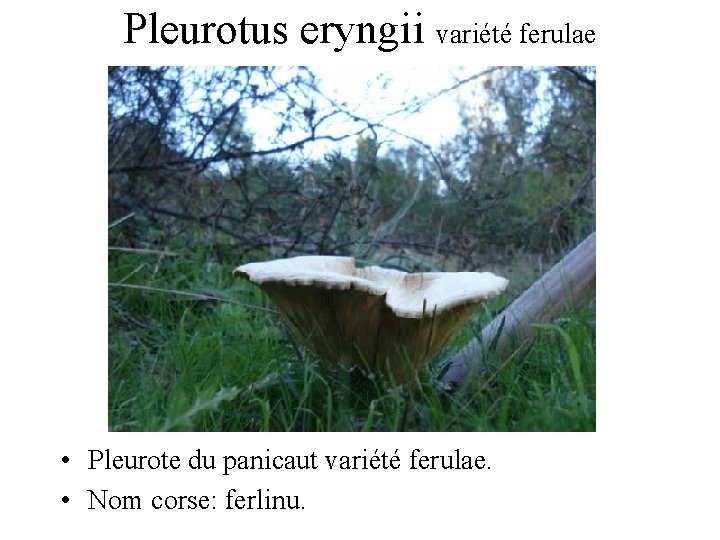 Pleurotus eryngii variété ferulae • Pleurote du panicaut variété ferulae. • Nom corse: ferlinu.