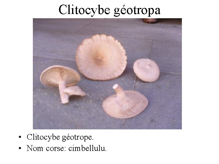 Clitocybe géotropa • Clitocybe géotrope. • Nom corse: cimbellulu. 