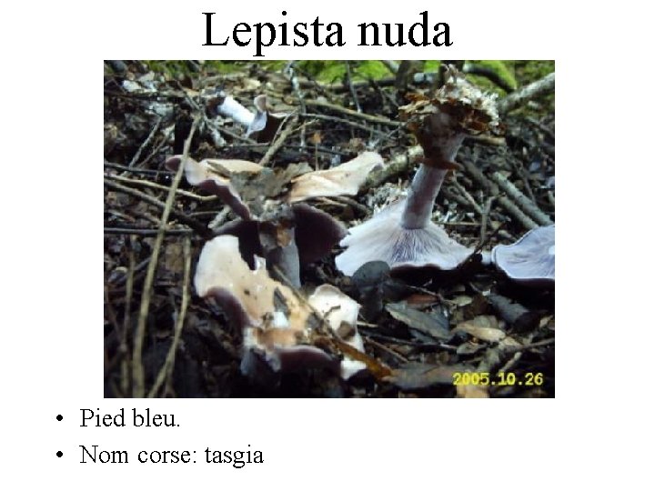 Lepista nuda • Pied bleu. • Nom corse: tasgia 