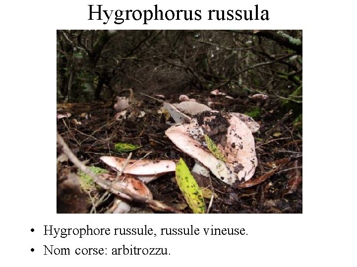 Hygrophorus russula • Hygrophore russule, russule vineuse. • Nom corse: arbitrozzu. 