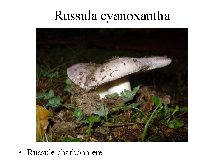 Russula cyanoxantha • Russule charbonnière. 