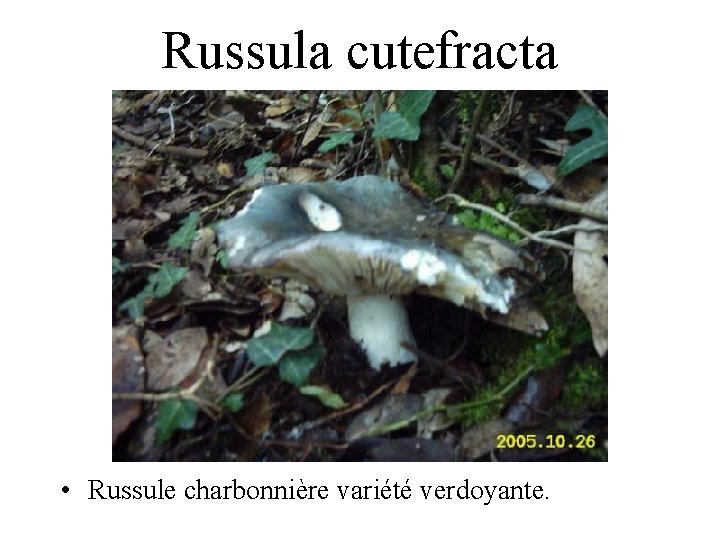 Russula cutefracta • Russule charbonnière variété verdoyante. 