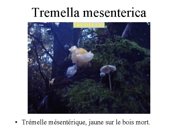 Tremella mesenterica • Trémelle mésentérique, jaune sur le bois mort. 