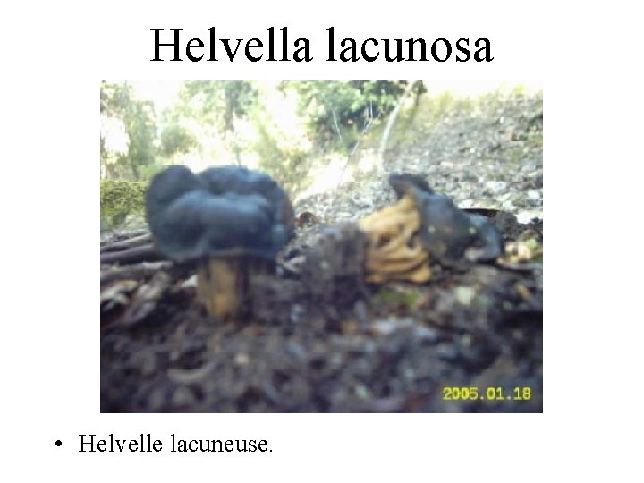 Helvella lacunosa • Helvelle lacuneuse. 