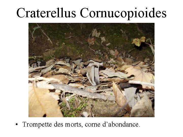 Craterellus Cornucopioides • Trompette des morts, corne d’abondance. 