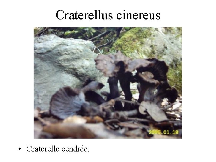 Craterellus cinereus • Craterelle cendrée. 