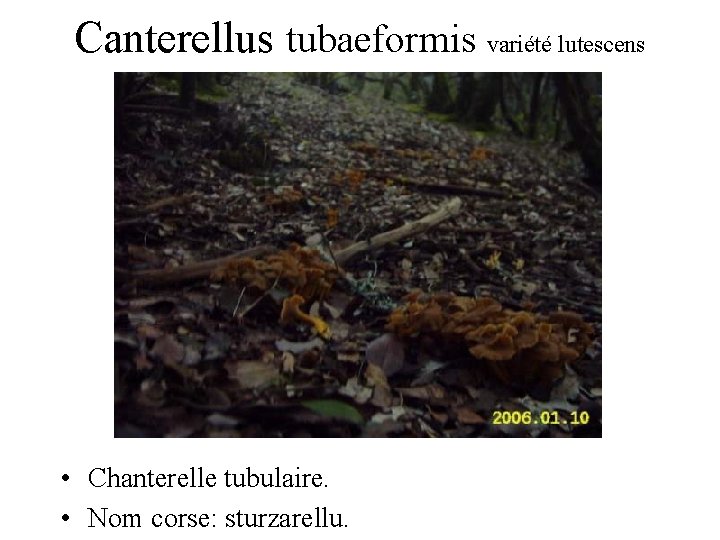 Canterellus tubaeformis variété lutescens • Chanterelle tubulaire. • Nom corse: sturzarellu. 