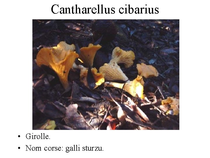 Cantharellus cibarius • Girolle. • Nom corse: galli sturzu. 