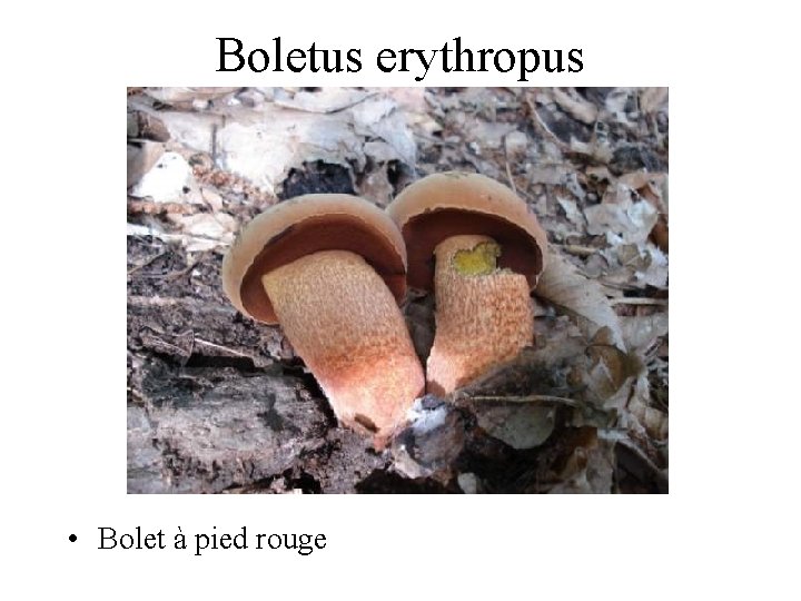 Boletus erythropus • Bolet à pied rouge 