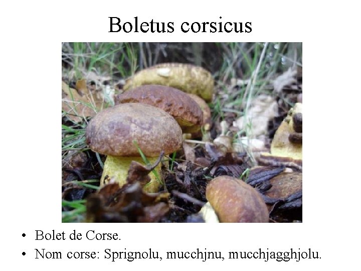 Boletus corsicus • Bolet de Corse. • Nom corse: Sprignolu, mucchjnu, mucchjagghjolu. 