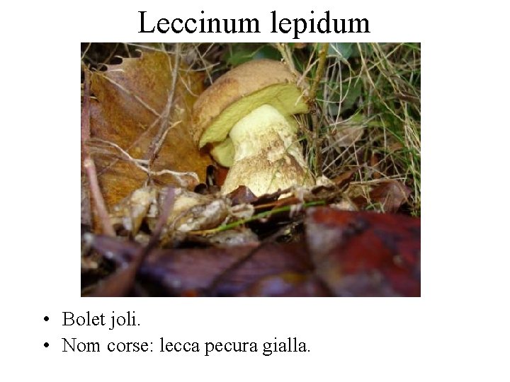 Leccinum lepidum • Bolet joli. • Nom corse: lecca pecura gialla. 