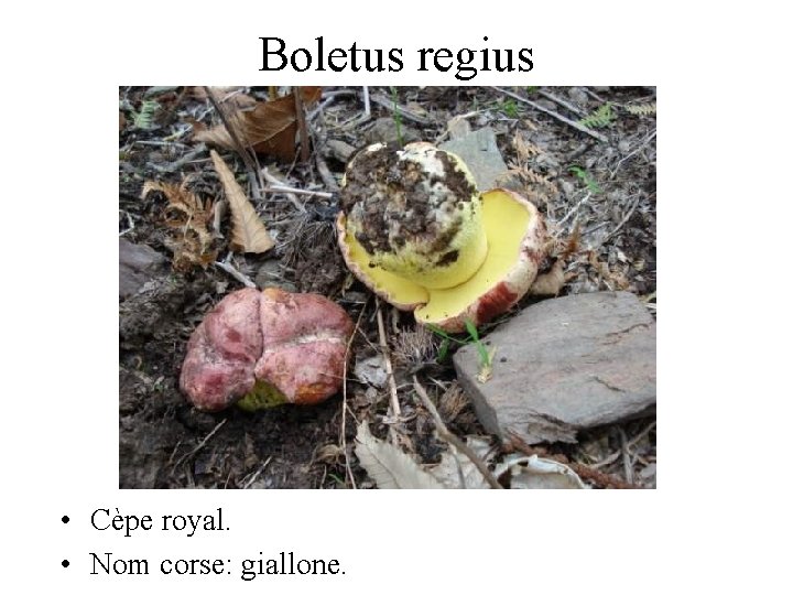 Boletus regius • Cèpe royal. • Nom corse: giallone. 