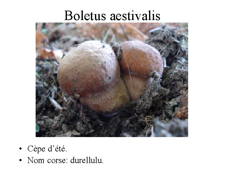 Boletus aestivalis • Cèpe d’été. • Nom corse: durellulu. 