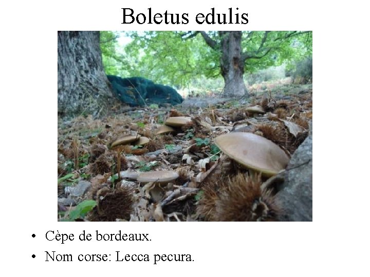 Boletus edulis • Cèpe de bordeaux. • Nom corse: Lecca pecura. 