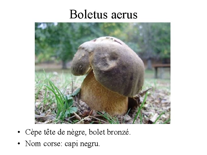 Boletus aerus • Cèpe tête de nègre, bolet bronzé. • Nom corse: capi negru.