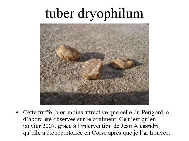 tuber dryophilum • Cette truffe, bien moins attractive que celle du Périgord, a d’abord