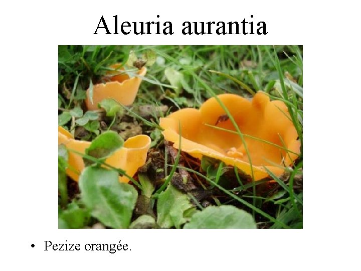 Aleuria aurantia • Pezize orangée. 