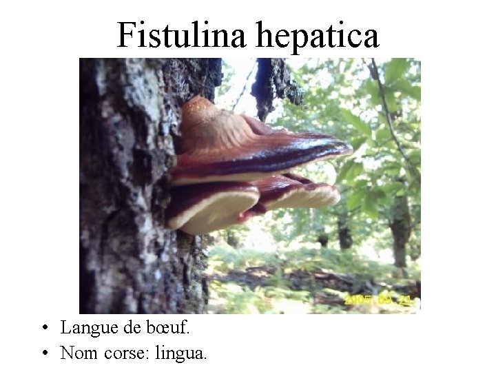 Fistulina hepatica • Langue de bœuf. • Nom corse: lingua. 