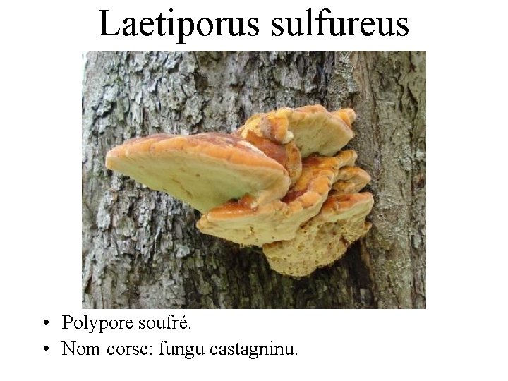 Laetiporus sulfureus • Polypore soufré. • Nom corse: fungu castagninu. 