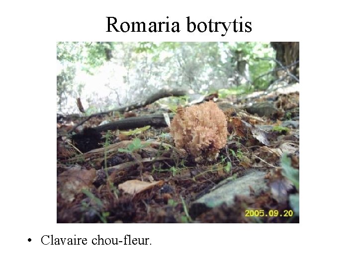 Romaria botrytis • Clavaire chou-fleur. 