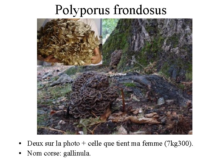 Polyporus frondosus • Deux sur la photo + celle que tient ma femme (7