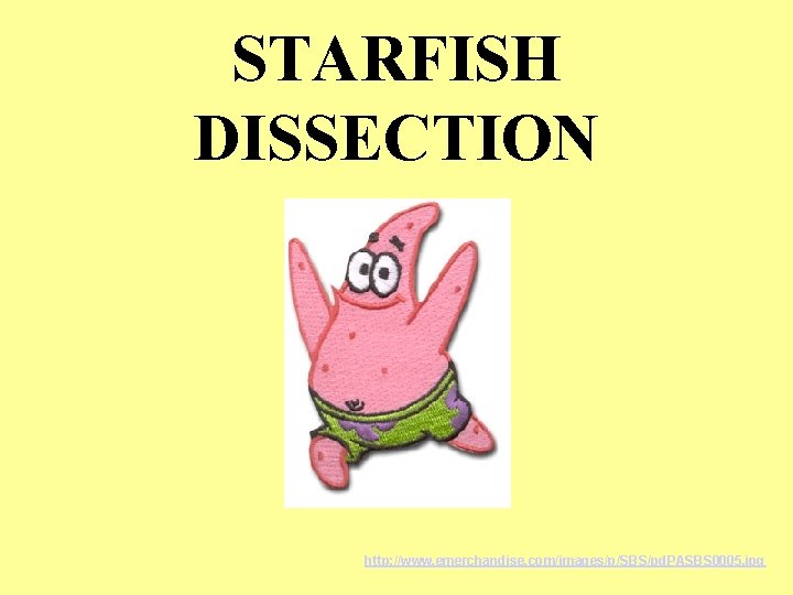 STARFISH DISSECTION http: //www. emerchandise. com/images/p/SBS/pd. PASBS 0005. jpg 