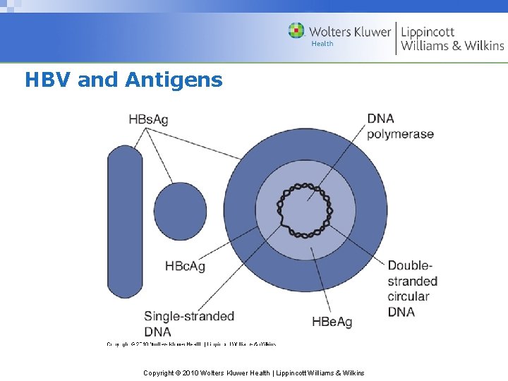 HBV and Antigens Copyright © 2010 Wolters Kluwer Health | Lippincott Williams & Wilkins
