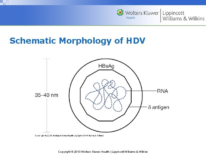 Schematic Morphology of HDV Copyright © 2010 Wolters Kluwer Health | Lippincott Williams &