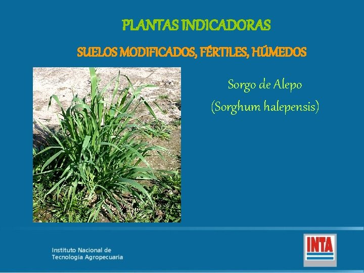 PLANTAS INDICADORAS SUELOS MODIFICADOS, FÉRTILES, HÚMEDOS Sorgo de Alepo (Sorghum halepensis) 