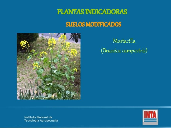 PLANTAS INDICADORAS SUELOS MODIFICADOS Mostacilla (Brassica campestris) 
