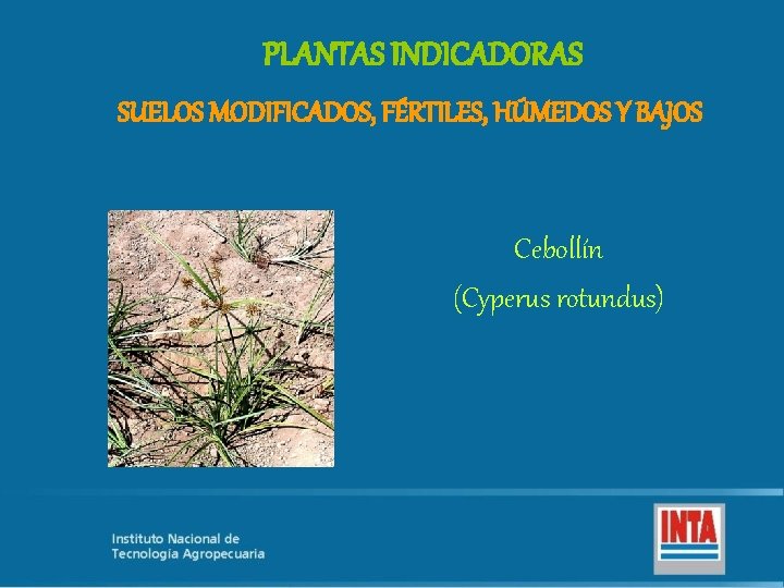 PLANTAS INDICADORAS SUELOS MODIFICADOS, FÉRTILES, HÚMEDOS Y BAJOS Cebollín (Cyperus rotundus) 