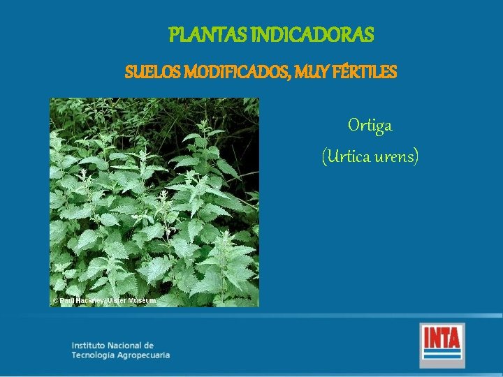 PLANTAS INDICADORAS SUELOS MODIFICADOS, MUY FÉRTILES Ortiga (Urtica urens) 