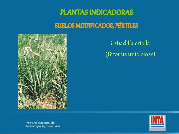 PLANTAS INDICADORAS SUELOS MODIFICADOS, FÉRTILES Cebadilla criolla (Bromus unioloides) 