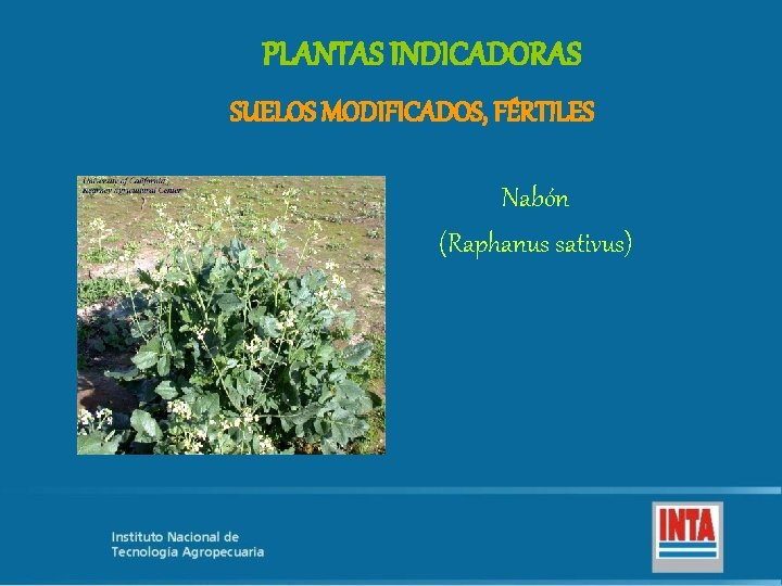 PLANTAS INDICADORAS SUELOS MODIFICADOS, FÉRTILES Nabón (Raphanus sativus) 