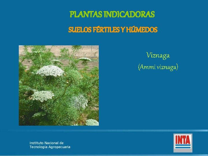 PLANTAS INDICADORAS SUELOS FÉRTILES Y HÚMEDOS Viznaga (Ammi viznaga) 